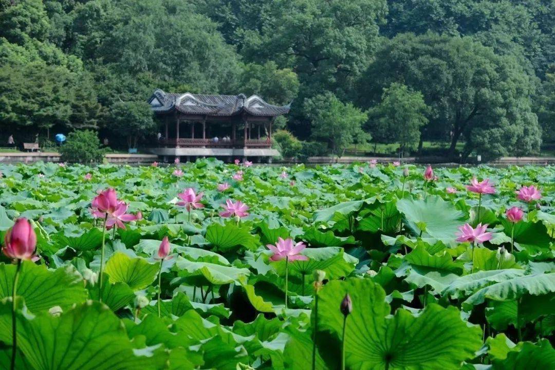 莲花三板桥有多少人口_连州三板桥规划图