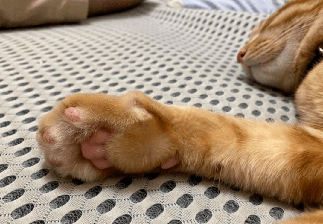 猫咪肉垫突然变成"熊掌",原以为是长胖了,仔细一看吓坏