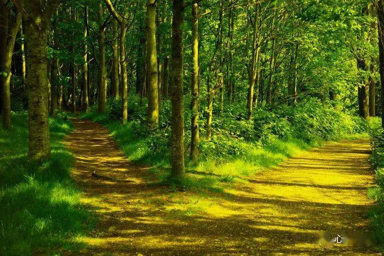《未选择的路》 黄色的树林里分出两条路, 可惜我不能同时去涉足, 我