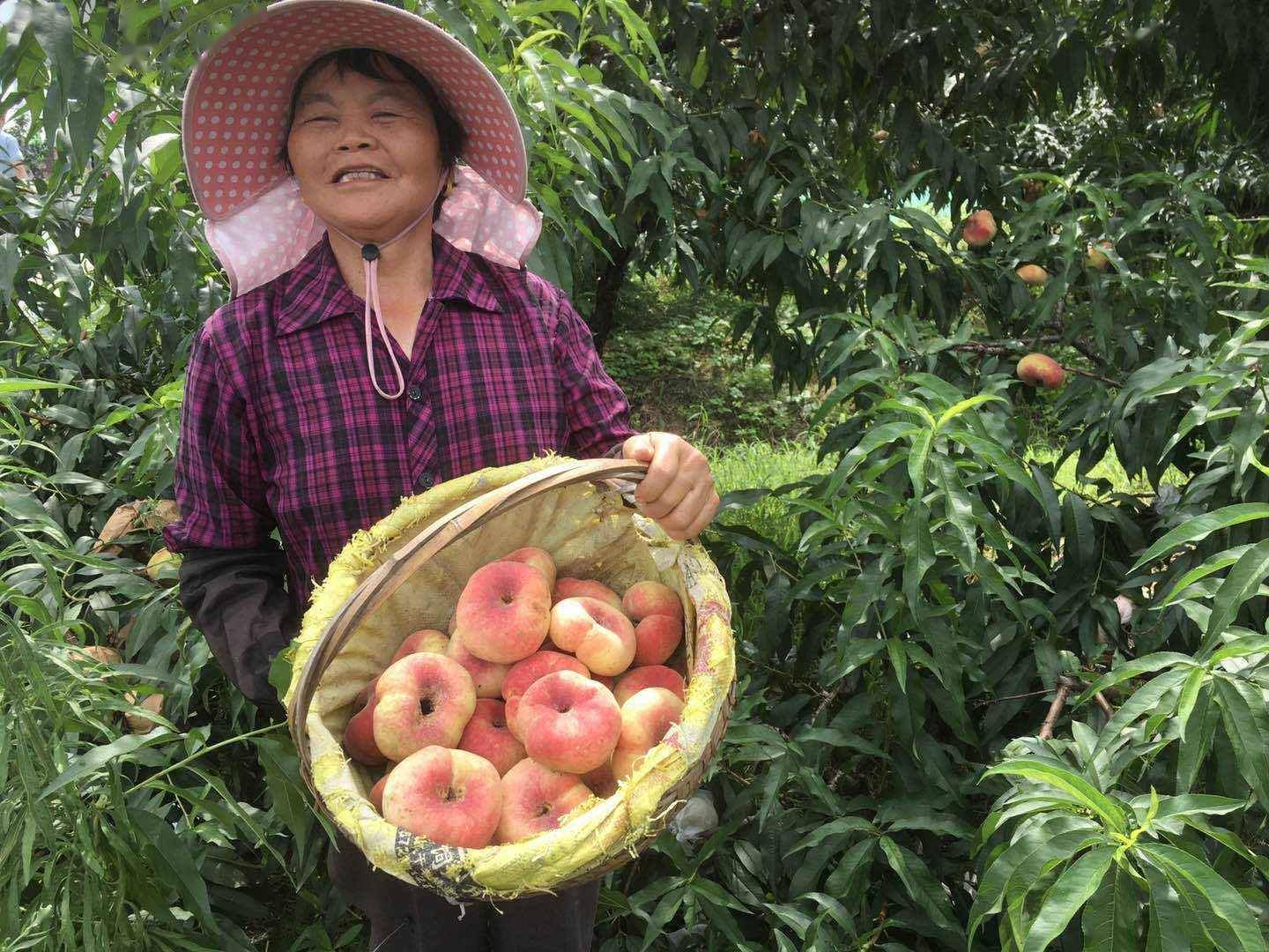 第十四届上海金山蟠桃节在吕巷开幕_水果