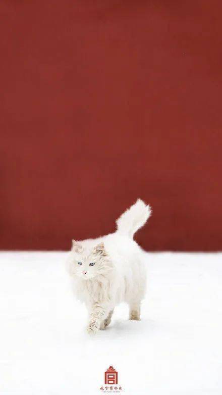 猫咪壁纸丨你的手机屏保多久没换了