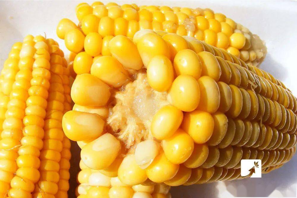外行|只加水是外行！多放2种料，香甜软糯，鲜美营养，更好吃！煮玉米