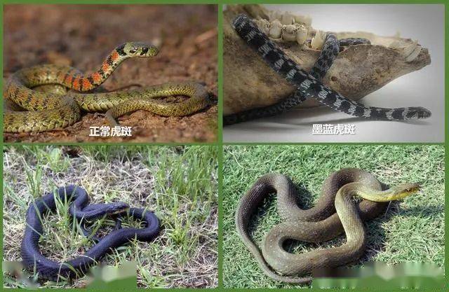 毒性堪比"五步蛇"却被说是无毒蛇?常见的奇特毒蛇:虎斑颈槽蛇