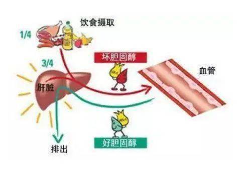 怎么降血脂和胆固醇最快 e4214fe7aab744d6b0c419a43ee548a0.jpeg