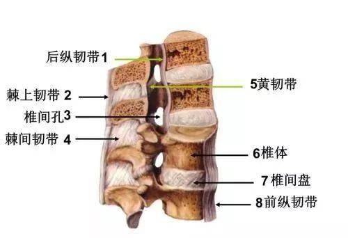 脊椎周围软组织_韧带
