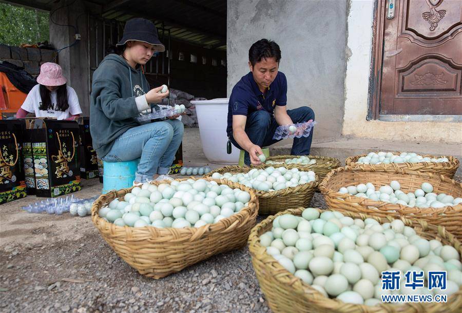 新华社|高原彝乡：“飞鸡”孵出“致富蛋”