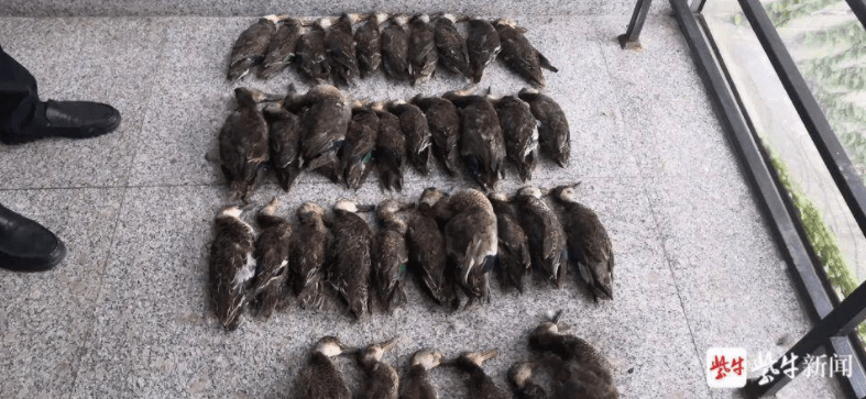 灌云县|千余只野鸭被盗捕销售！18名犯罪嫌疑人被公诉