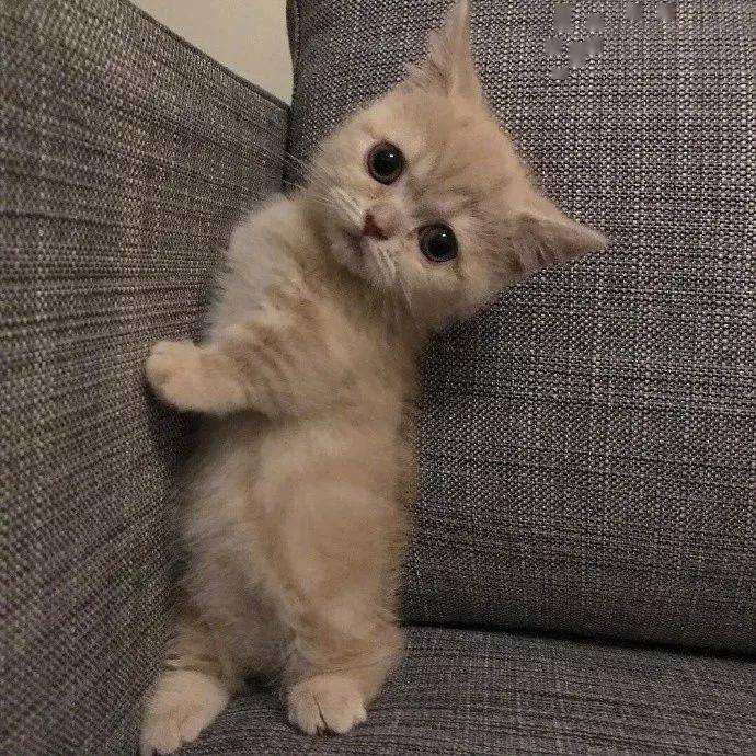 短腿圆脸的小橘猫,可爱到萌化了!