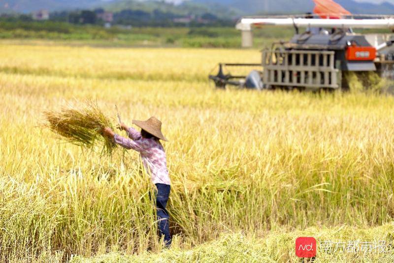 种植|广州早稻收割季：“从化香米”迎丰收，农忙季农民却很清闲