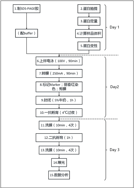 western blot实验流程(day 1可由实验室管理人员准备,重点是day2,持续