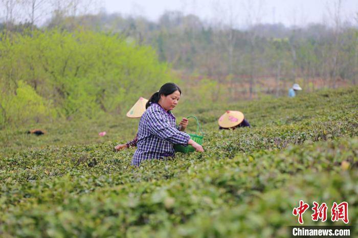花木|喝好茶、养好虾 河南潢川因地制宜走出致富路