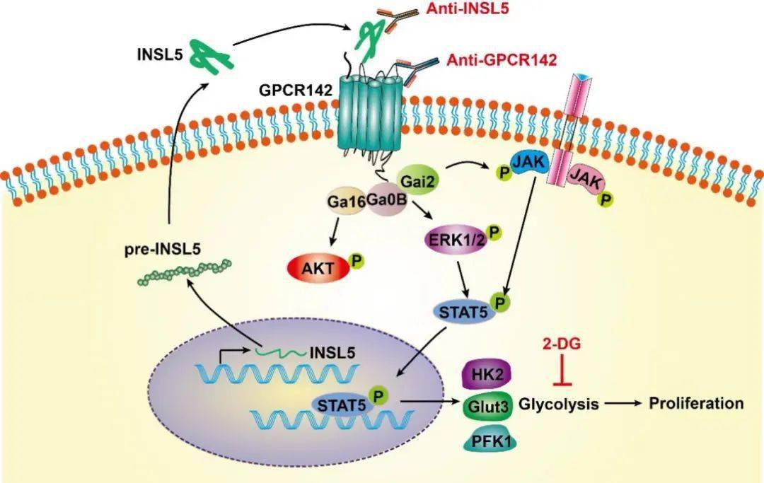 曾木圣团队等揭示insl5调控肿瘤糖代谢的分子机制与功能
