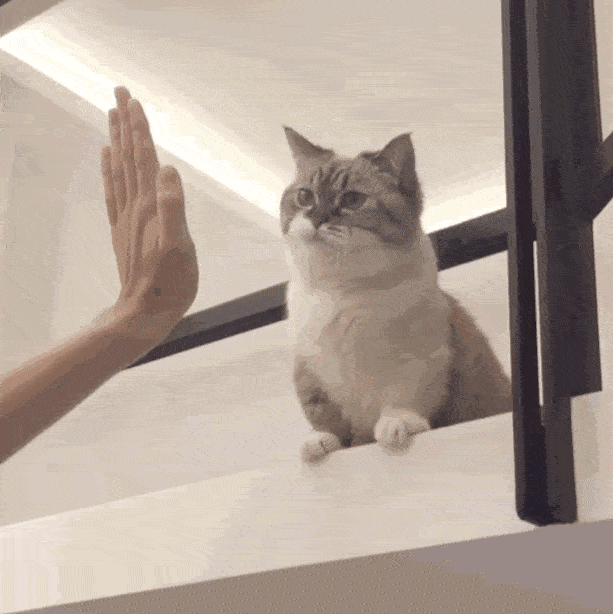 黑猫和狸花一起吃饭,黑猫:这货是挖掘机吧?
