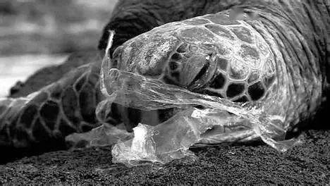 被塑料袋导致窒息死亡的海龟