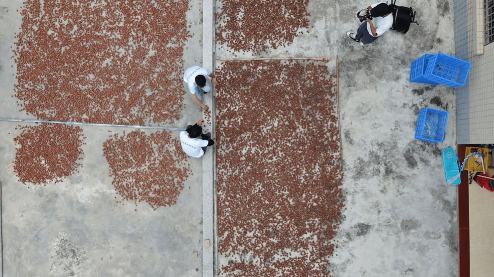 荔枝|广东IT男辞职世界500强回乡，孵化荔枝IP让价格翻了十几倍