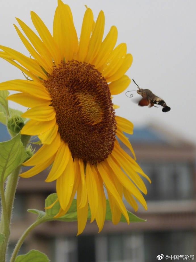昆虫|昆虫世界里的“四不像”