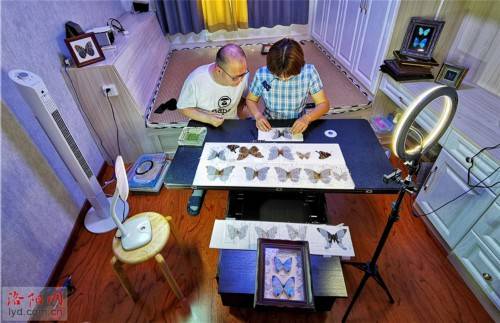 蝴蝶|洛阳一对夫妻把兴趣变为生意：制作蝴蝶标本 创造幸福生活
