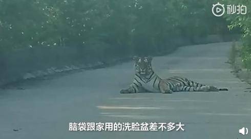 老虎|现场画面曝光！的哥开车突遇东北虎，默默对视20分钟…