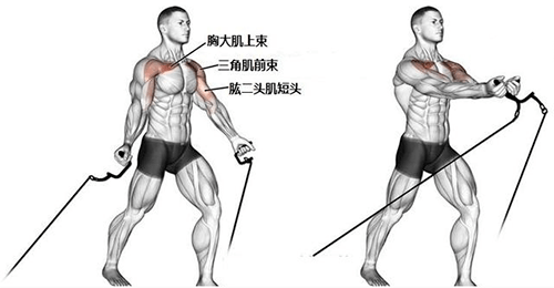 微博中,窦骁进行的动作是龙门架低位绳索夹胸,主要锻炼胸肌上束.
