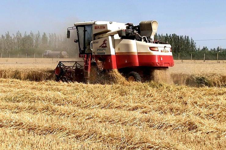 瓜州县74万亩小麦开启收割模式机械化机助农增收