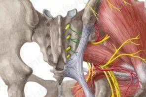 臀部皮神经分析