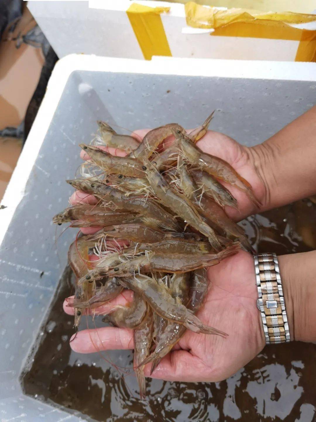 九个月可以吃整个虾吗 2329fcc0ac794d78b8add72c8ebf6b5c.jpeg