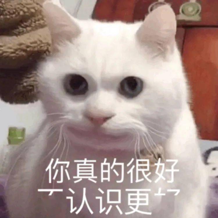 第54期喵表情 | "认识你真好,不认识更好!