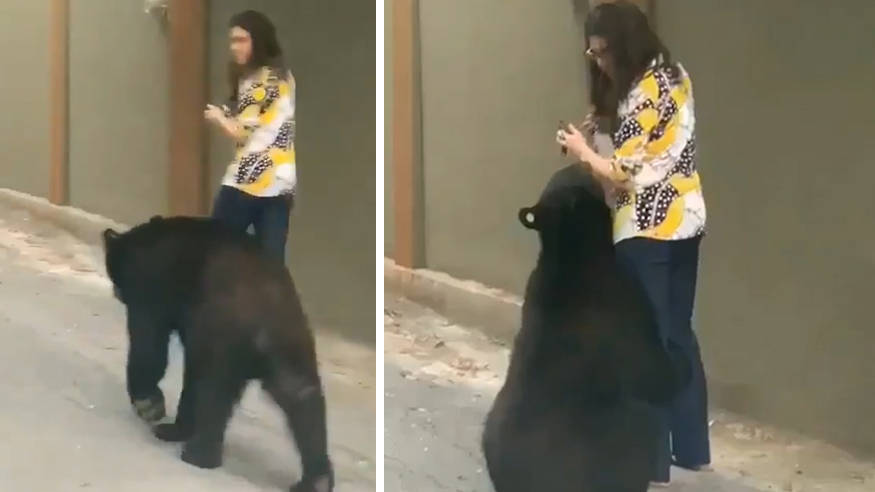 女子|同一只熊！墨西哥黑熊在街上抱女子大腿 之前曾被拍到嗅女游客头发