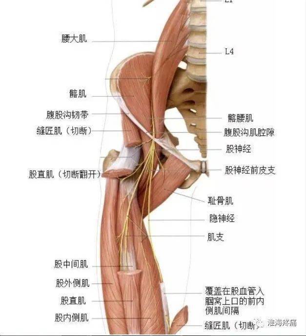 腰大肌起自第12胸椎和五个腰椎及其各横突上,止于股骨小粗隆,在身体