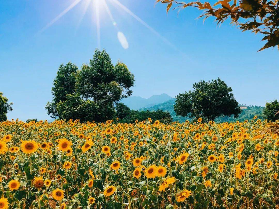 平阳这里私藏了一片夏日花海,超美!