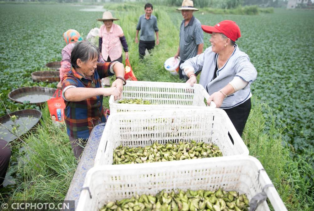 江苏省|大暑至农事忙 划桶采菱增收入