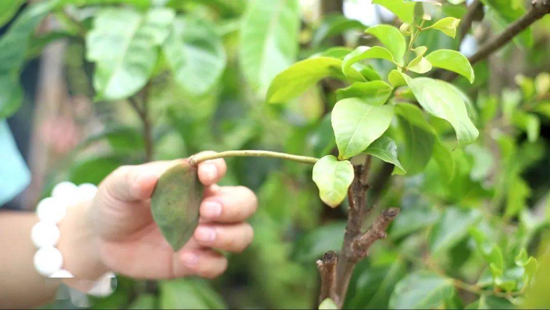 食在梧州 | 从一口清朝贡茶,品梧州人的养生之道_寄生