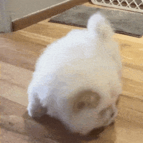 汪星人表情包第19期 | 