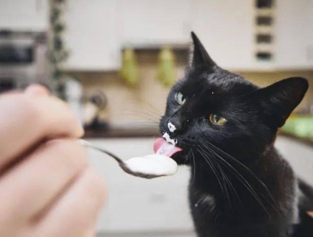 猫为什么喜欢喝酸奶