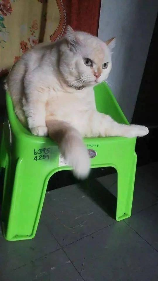 卖西瓜的猫老板!