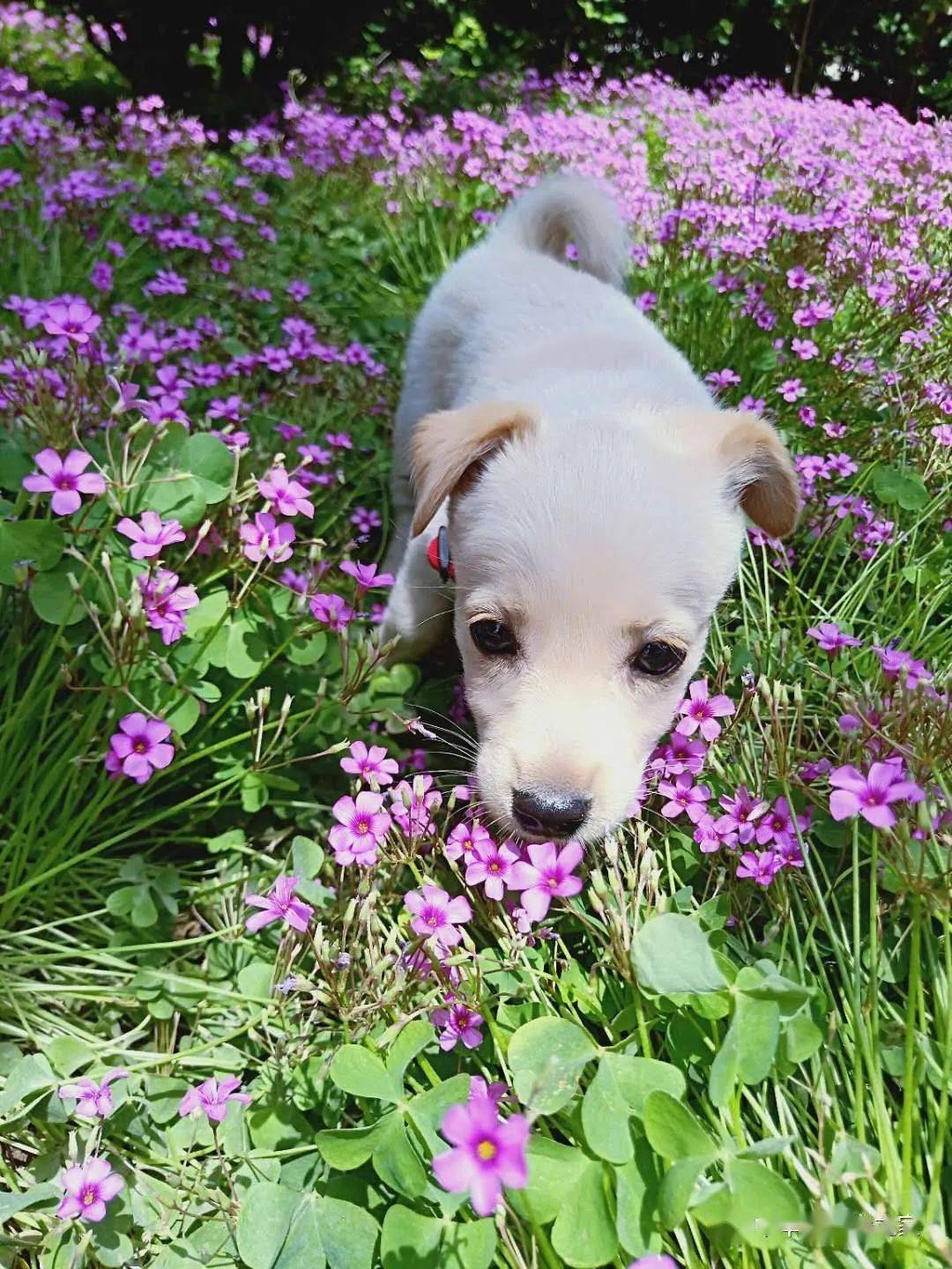 帅气可爱的中华田园犬又来了!_桃子