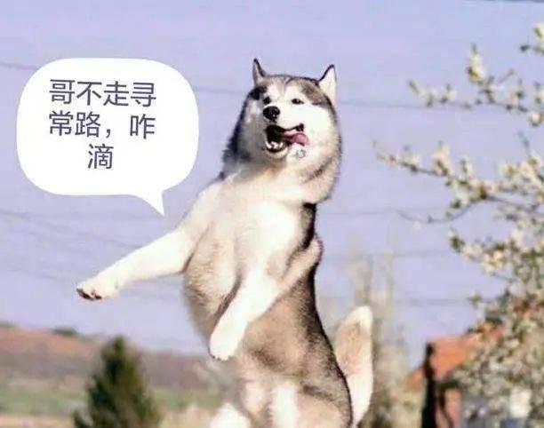 性格:逗比,搞笑,有个性,特立独行,乐观
