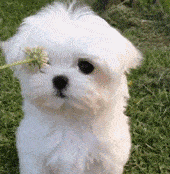 马尔济斯犬 小家伙生下来就是 为了卖萌的 它过的生活会 主人记录下它