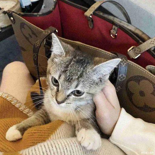 崩溃|欧阳娜娜被频繁网暴，不堪重负在节目崩溃大哭！才20岁的她到底做错了什么？