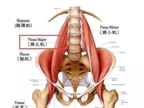 久坐会导致骨盆前倾你需要这样拉伸髂腰肌