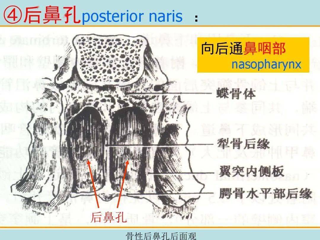 鼻的影像解剖