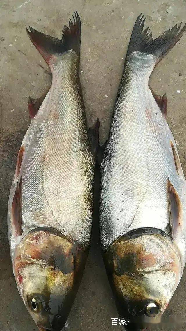 夏季钓鲢鳙鱼钩挂这个小零件鲢鱼狂口钓到天黑都不想回家