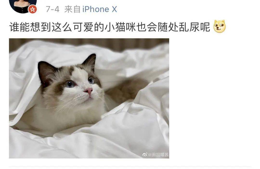 猫随地大小便怎么办