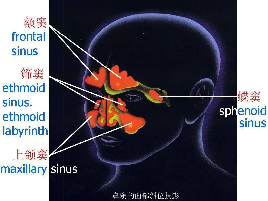 鼻的影像解剖