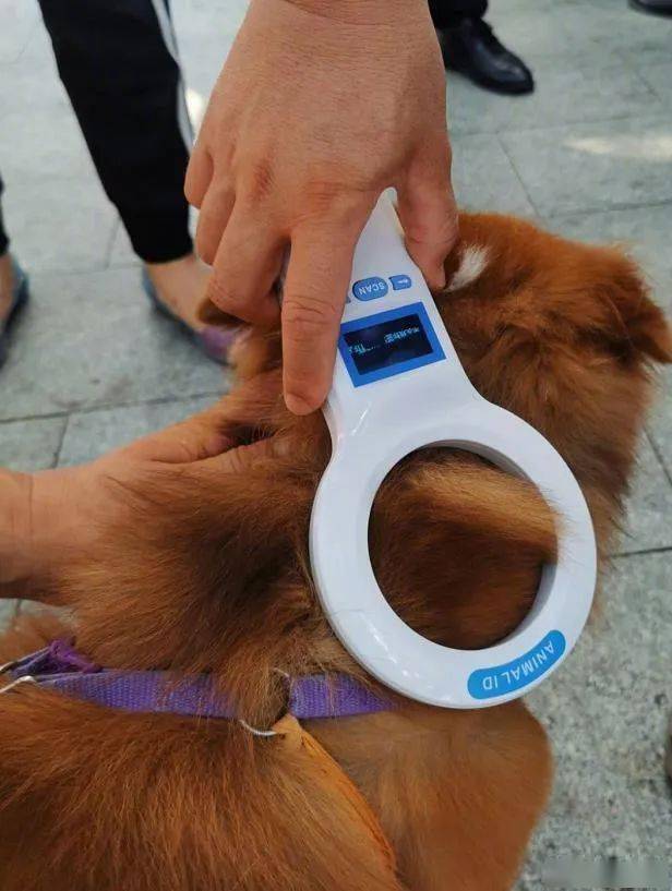 深圳犬只未植入芯片将被视为无证养犬 网友:建议全国推广