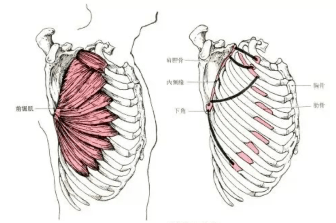 胸大肌,胸小肌的解剖