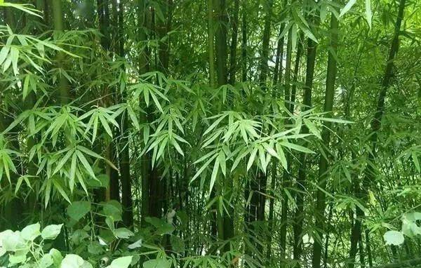 景观设计师必知 | 中式园林造景的经典植物!