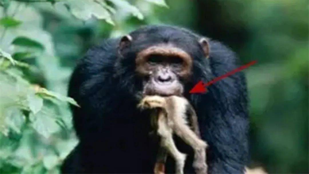 红毛猩猩是完全不吃肉的;狒狒会抓兔子,跟掰玉米似的掰开吃;一些猴子