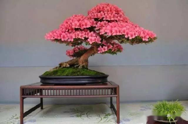 杜鹃怎样养护管理 51918da476cc412eb4a9103f9f48f497.jpeg