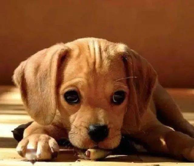 世界上最要命的就是狗狗委屈的看着你,看到这小表情,心都融化了!